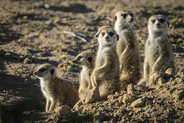 Meerkat veya suricate (Suricata suricatta). Kalahari. Güney Afrika
