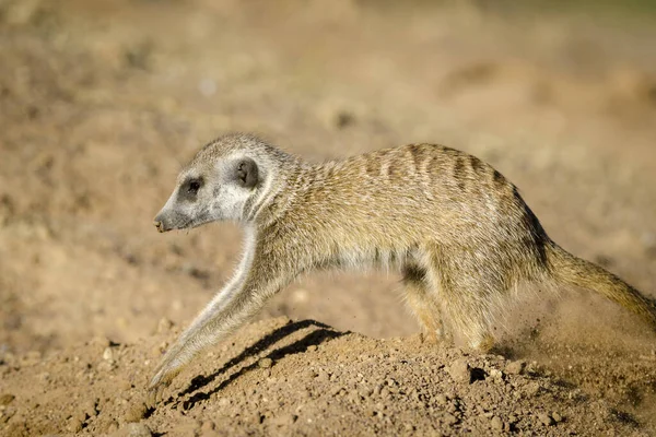 Meerkat Suricate Suricata Suricatta Die Een Hol Graaft Kalahari Zuid — Stockfoto