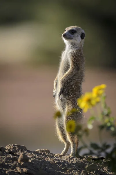 Meerkat Suricato Suricata Suricatta Kalahari Sudafrica — Foto Stock