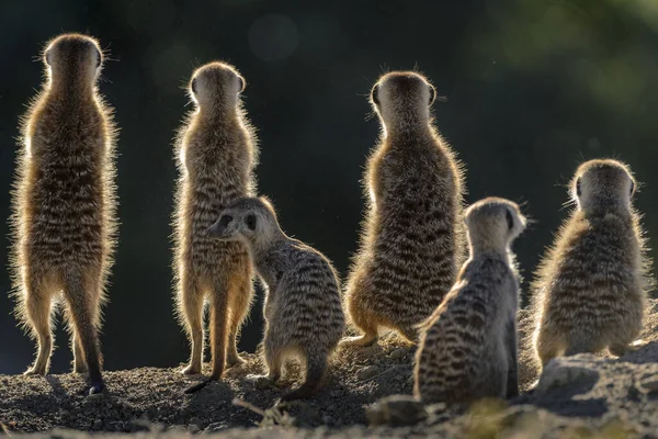 MeerkatまたはSuricate Suricata Suricatta カラハリだ 南アフリカ — ストック写真
