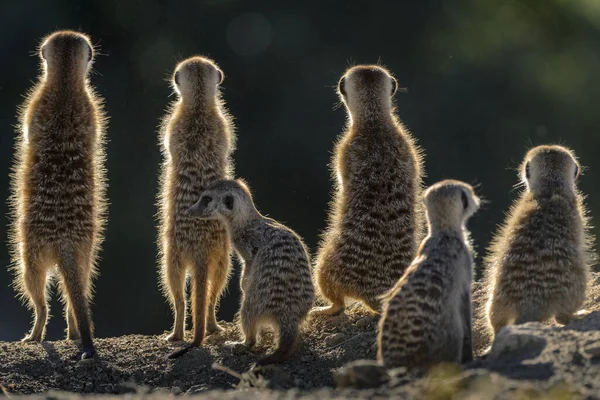 Meerkat Lub Suricate Suricata Suricatta Kalahari Republika Południowej Afryki — Zdjęcie stockowe