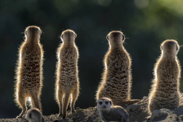 Meerkat veya suricate (Suricata suricatta). Kalahari. Güney Afrika