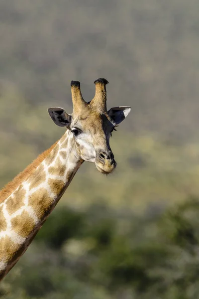 남아프리카 케이프 Giraffa Camelopardalis Raffa 남아프리카 공화국의 칼라하리 — 스톡 사진