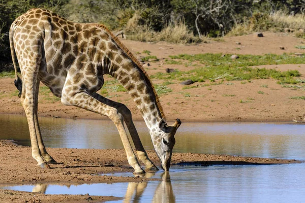 Dél Afrikai Zsiráf Vagy Foki Zsiráf Giraffa Camelopardalis Giraffa Ivás — Stock Fotó