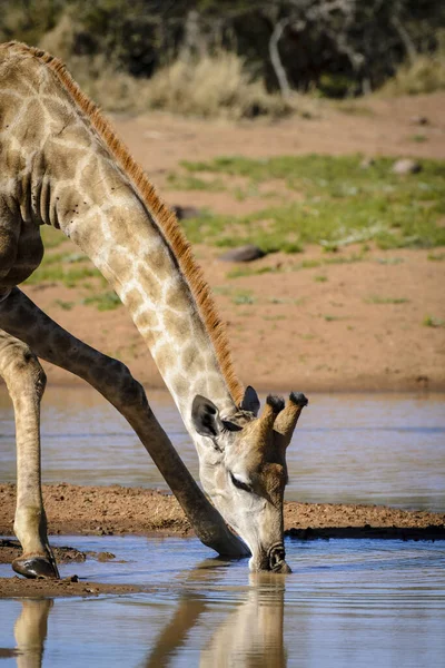 Dél Afrikai Zsiráf Vagy Foki Zsiráf Giraffa Camelopardalis Giraffa Ivás — Stock Fotó
