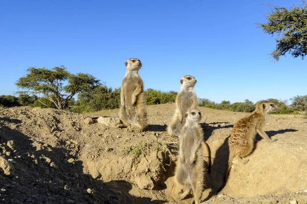 Meerkat Nebo Suricate Suricata Suricatta Kalahari Mimo Noru Jižní Afrika — Stock fotografie