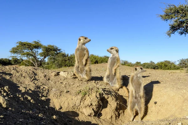 MeerkatまたはSuricate Suricata Suricatta カラハリの外だ 南アフリカ — ストック写真