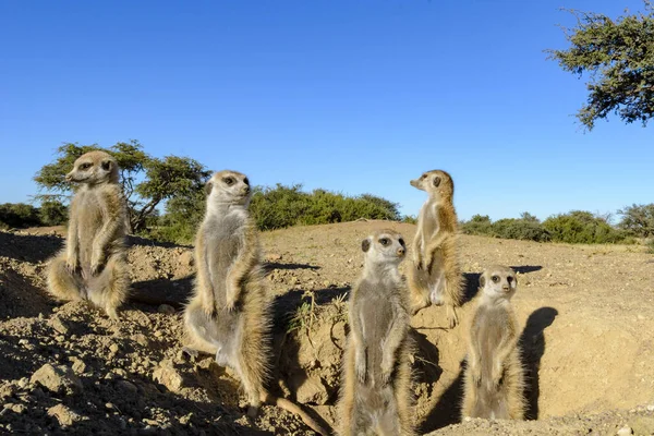 Meerkat Nebo Suricate Suricata Suricatta Kalahari Mimo Noru Jižní Afrika — Stock fotografie