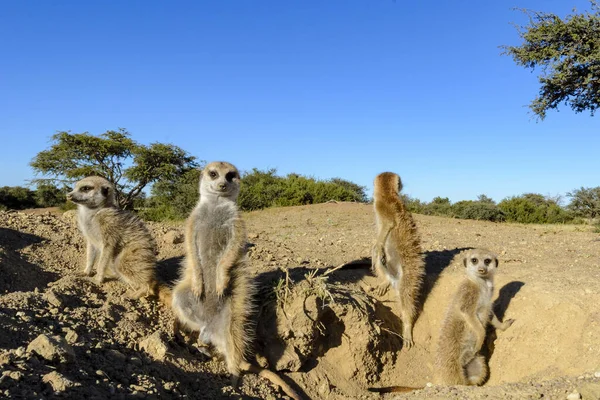 MeerkatまたはSuricate Suricata Suricatta カラハリの外だ 南アフリカ — ストック写真