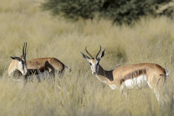 Springbok Antidorcas Marsupialis Kalahari África Sul — Fotografia de Stock