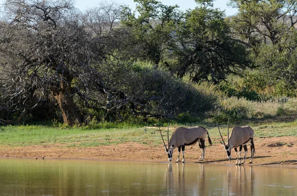 Gemsbok, cevher geyiği veya Güney Afrika antilobu (Oryx gazella) bir su birikintisinde içerler. Kuzey Burnu. Güney Afrika.