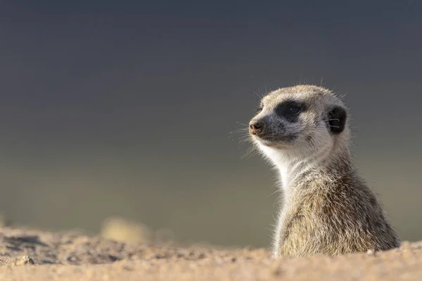 Meerkat Suricato Suricata Suricatta Kalahari Sudafrica — Foto Stock