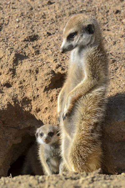 Meerkat Nebo Suricate Suricata Suricatta Dospělý Nedospělý Kalahari Jižní Afrika — Stock fotografie