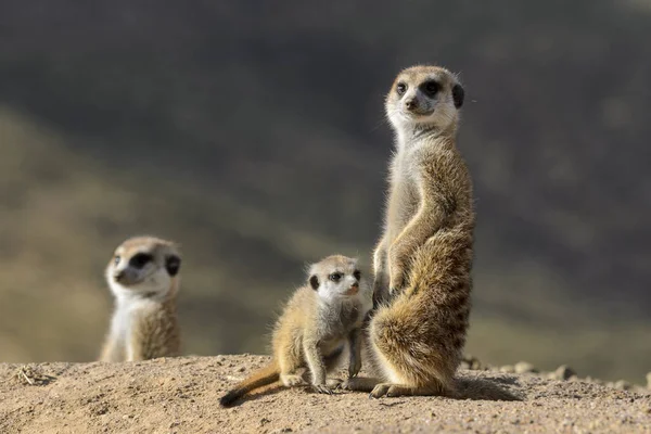 Meerkat Vagy Suricate Suricata Suricatta Kalahári Felnőtt Fiatalkorú Dél Afrika — Stock Fotó