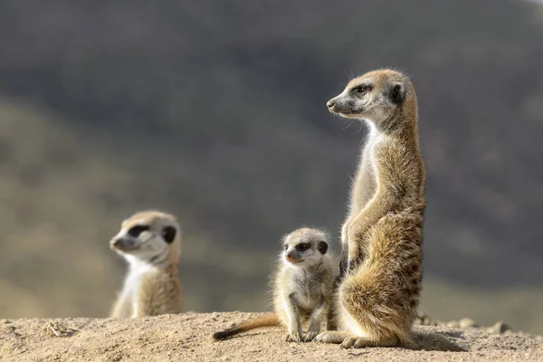 Meerkat Vagy Suricate Suricata Suricatta Kalahári Felnőtt Fiatalkorú Dél Afrika — Stock Fotó