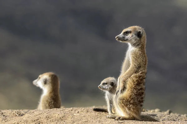 MeerkatまたはSuricate Suricata Suricatta カラハリの大人と子供 南アフリカ — ストック写真