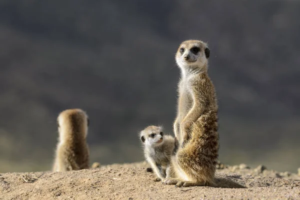 MeerkatまたはSuricate Suricata Suricatta カラハリの大人と子供 南アフリカ — ストック写真