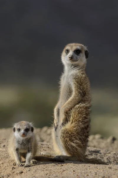 Meerkat veya suricate (Suricata suricatta). Kalahari yetişkin ve çocuksu. Güney Afrika