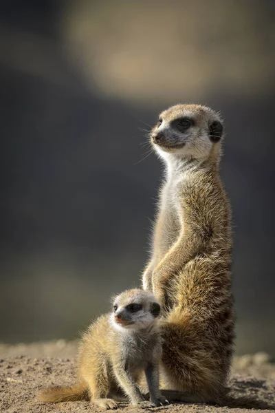 Meerkat Suricato Suricata Suricatta Kalahari Adulto Minorenne Sudafrica — Foto Stock