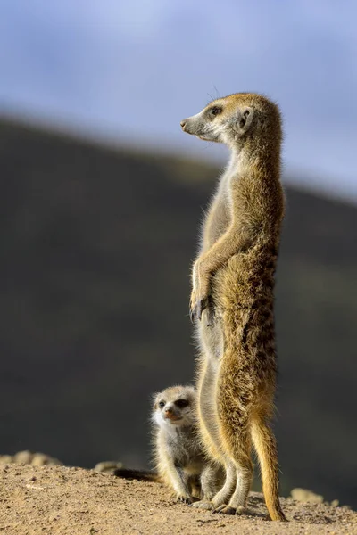 Meerkat Suricate Suricata Suricatta Kalahari Adulto Juvenil Sudafrica —  Fotos de Stock