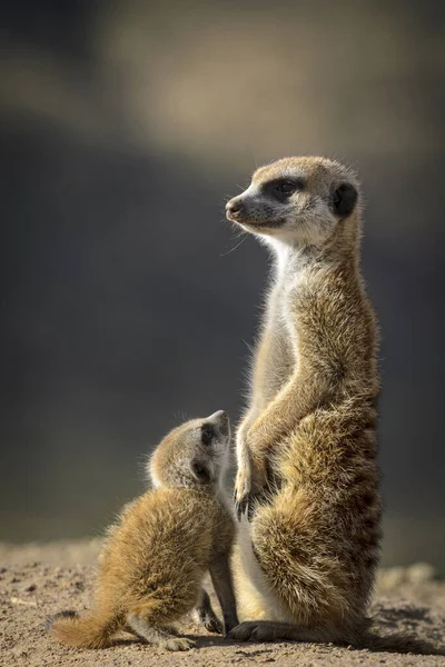 Meerkat veya suricate (Suricata suricatta). Kalahari yetişkin ve çocuksu. Güney Afrika