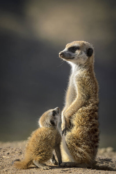 Meerkat or suricate (Suricata suricatta). Kalahari adult and juvenile. South Africa