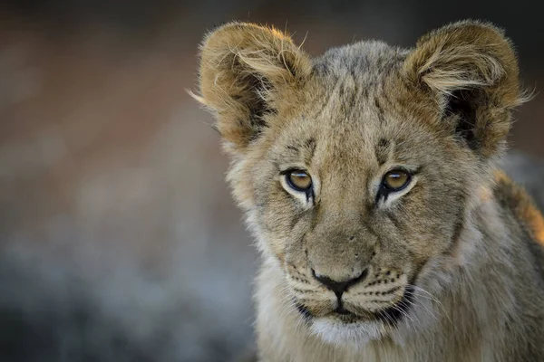 Oroszlán Panthera Leo Kölyök Kalahári Dél Afrika — Stock Fotó