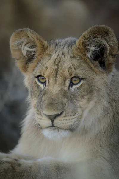 Μικρό Λιονταράκι Panthera Leo Kalahari Νότια Αφρική — Φωτογραφία Αρχείου