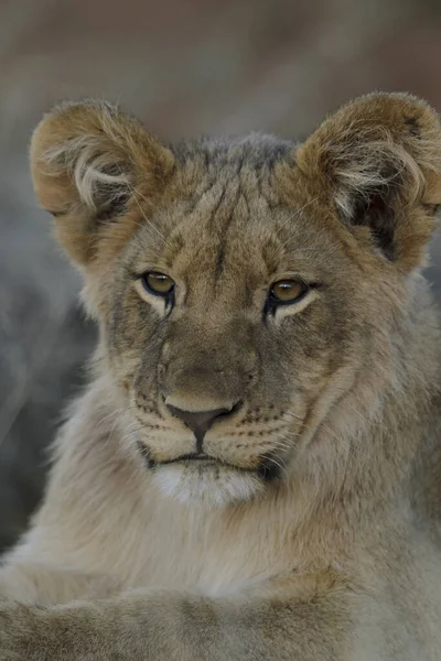 Aslan (Panthera leo) yavrusu. Kalahari, Güney Afrika