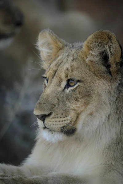 Filhote Leão Panthera Leo Kalahari África Sul — Fotografia de Stock