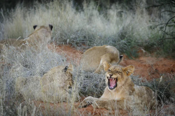 Młode Lwy Panthera Leo Kalahari Republika Południowej Afryki — Zdjęcie stockowe