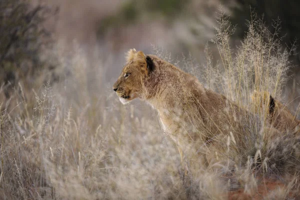 Oroszlán Panthera Leo Kölyök Kalahári Dél Afrika — Stock Fotó