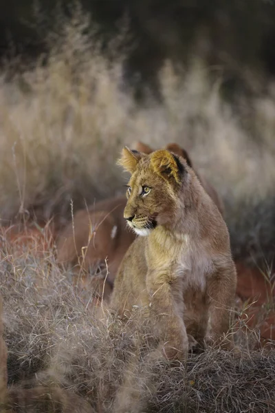 Filhote Leão Panthera Leo Kalahari África Sul — Fotografia de Stock