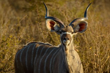 Daha büyük kudu (Tragelaphus strepsiceros). Genç bir erkek. Botswana