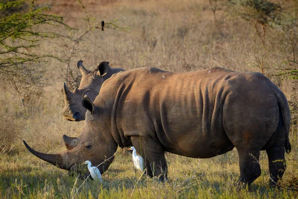 코뿔소 네모진 코뿔소 Ceratotherium Simum 송아지 소황로 Bubulcus Ibis 남아프리카 — 스톡 사진