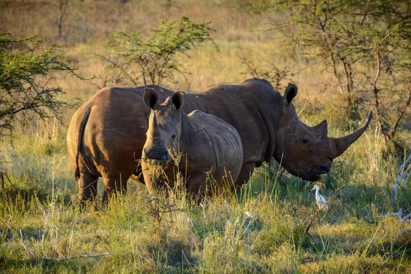 Rhinocéros Blanc Rhinocéros Lèvres Carrées Rhinocéros Ceratotherium Simum Vache Veau — Photo