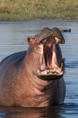 Common hippopotamus or hippo (Hippopotamus amphibius) showing aggression. Okavango Delta. Botswana clipart