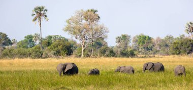 Afrika çalı fili (Loxodonta africana) sulak arazide beslenen sürü. Okavango Deltası. Botswana
