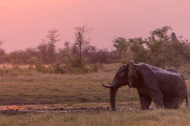 Afrika çalı fili (Loxodonta africana) çamur banyosu. Okavango Deltası. Botswana