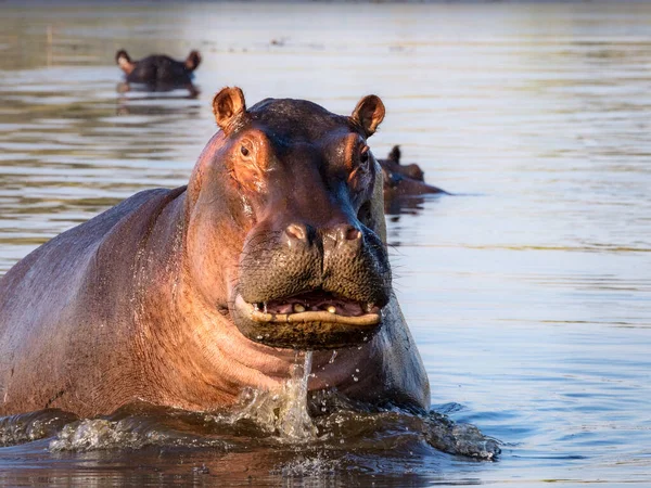 Hippopotame Commun Hippopotame Hippopotame Amphibie Montrant Agressivité Delta Okavango Botswana — Photo