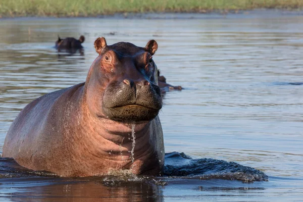 Vanlig Flodhäst Eller Flodhäst Flodhäst Som Visar Aggressivitet Okavango Delta — Stockfoto