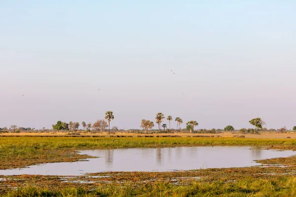 Afrikanische Büffel Oder Kapbüffelherde Syncerus Caffer Okavango Delta Botsuana — Stockfoto