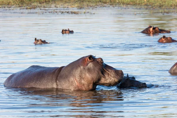 Hippopotame Commun Hippopotame Hippopotame Amphibie Delta Okavango Botswana — Photo