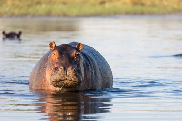 Hipopotam ya da su aygırı (Hippopotamus amfibi) saldırganlık gösterir. Okavango Deltası. Botswana
