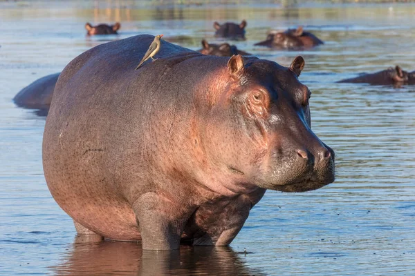 Közönséges Víziló Vagy Víziló Hippopotamus Amphibius Vörös Számlájú Oxpecker Buphagus — Stock Fotó
