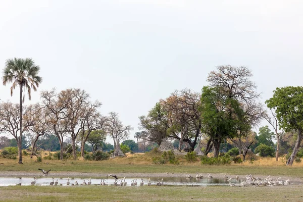 Pélican Dos Rose Pelecanus Rufescens Bord Trou Eau Delta Okavango — Photo