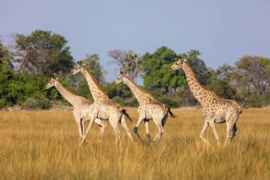 Güney Afrika zürafası ya da zürafa (zürafa zürafa) sürüsü. Okavango Deltası. Botswana