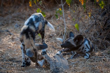Afrika yaban köpeği, Afrika av köpeği, Afrika boyalı köpeği, Pelerin av köpeği, vahşi köpek veya boyalı kurt (Lycaon pictus) bir kemiği çiğneyen yavru köpek. Mashatu Oyun Rezervi. Kuzey Tuli oyun parkı. Botswana