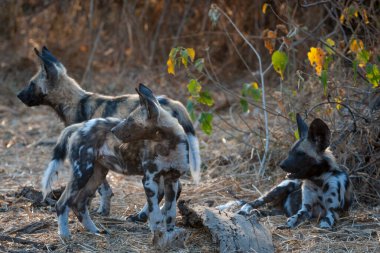 Afrika yaban köpeği, Afrika av köpeği, Afrika boyalı köpeği, Pelerin av köpeği, vahşi köpek veya boyalı kurt (Lycaon pictus) yavrusu. Mashatu Oyun Rezervi. Kuzey Tuli oyun parkı. Botswana