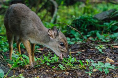 Bue duiker (Philantomba monticola) besleniyor. Svaziland